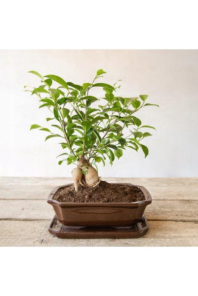 Esschert Design Ghiveci pentru bonsai cu bază de drenaj, teracotă maro, 21x6c...