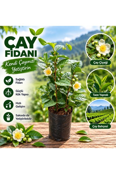 FİDANKÖY Çay Fidanı tüplü çok dallı