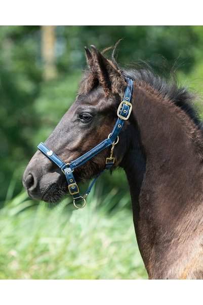 QHP Șa de cal Lily Pony pentru ponei