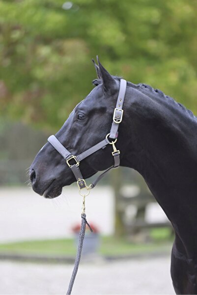Covalliero Harnașament de cal cu catarame aurii, elegant, gri, PONY