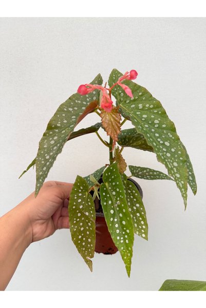 nazlı çiçekçilik Begonia Maculata Double Dot – Benekli Yapraklı Dekoratif Begonya