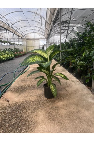 umyaconcept Canlı Difenbahya (Dieffenbachia) Çiçeği - İri Yapraklı Tropikal Salon Bitkisi 80-90 cm