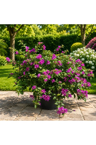 Generic Bougainvillea Alexandra - 40CM TO 60CM
