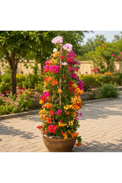 Generic Bougainvillea Cone Shape - 140CM TO 160CM