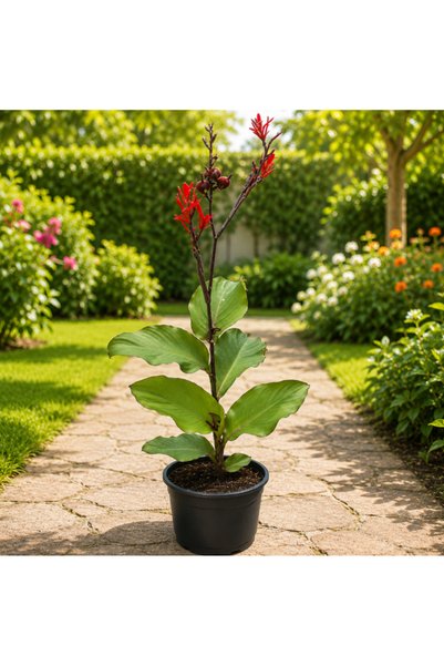 Generic BonFire Water Plant - 40cm to 60cm