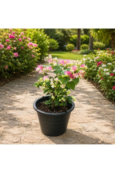 Generic Bougainvillea Strawberry Medium - 40CM TO 60CM