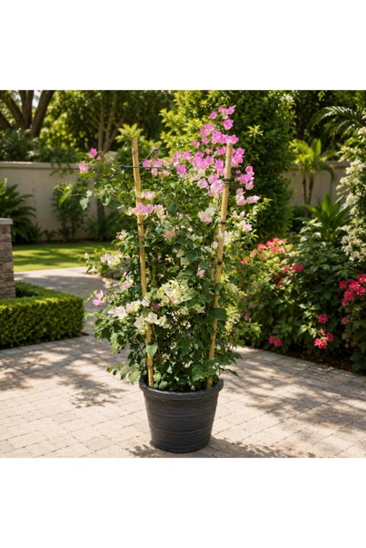 Generic Bougainvillea Strawberry Tall - 160CM TO 180CM