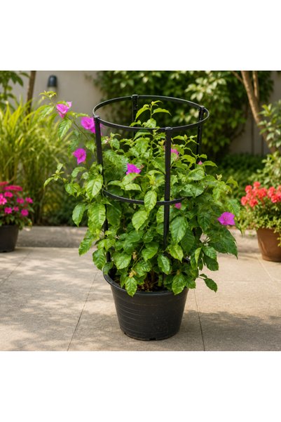 Generic Bougainvillea Purple - 60CM TO 80CM