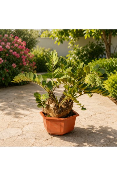 Generic Cardboard Palm Multihead | Zamia Furfuracea - 60CM TO 80CM