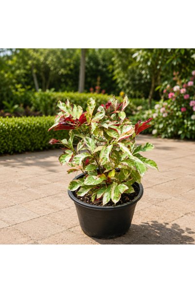 Generic Chinese Croton - 30CM TO 40CM
