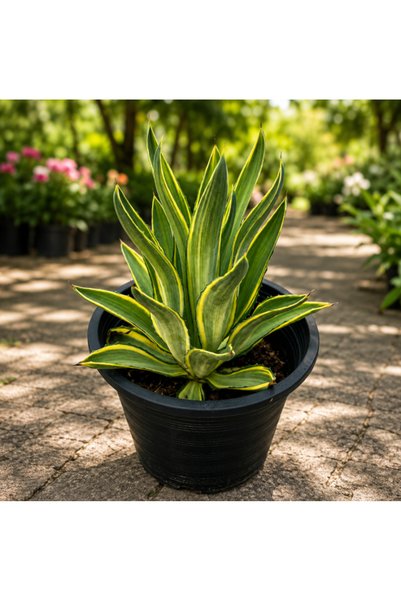 Generic Century Plant - 30CM TO 40CM