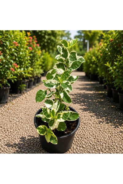 Generic Chinese Violet Variegata - 5CM TO 10CM