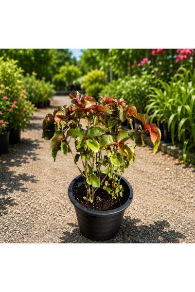 Generic Copper Leaf Red - 40CM TO 60CM