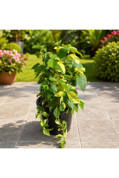 Generic Copper Leaf Green