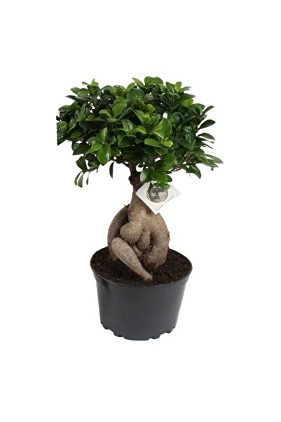 Genel Markalar Bonsai Ficus Ginseng 20cm