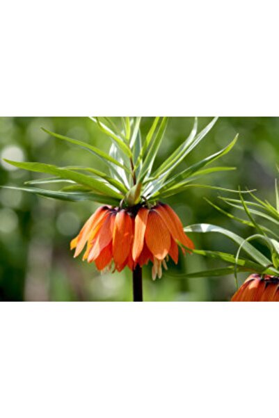 LOBELYA TOHUMCULUK 2 Adet Turuncu Renkli Ithal Ters Lale Çiçeği Soğanı