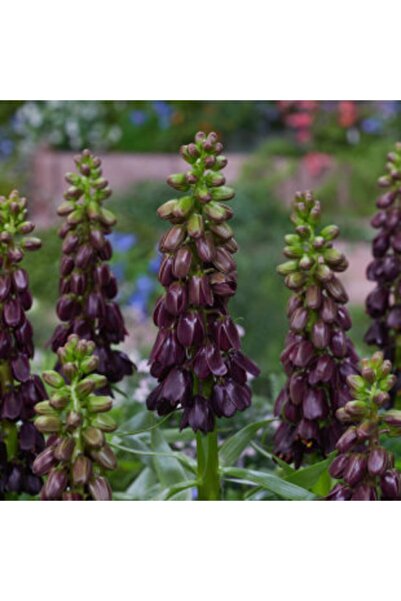 LOBELYA TOHUMCULUK 2 Adet Bordo Renkli Ithal Ters Lale Çiçeği Soğanı