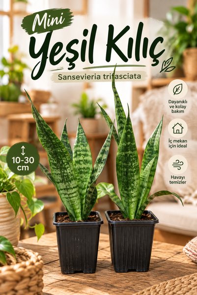 serada decor & plant Videolu Kılıç Çiçeği (10 30 Cm) 2 Adet Saksılı İç/ Dış Mekan Bitkisi Gladiolus