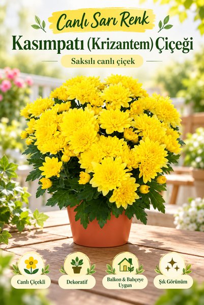 Gardenbox Canlı Sarı Renk Kasımpatı (krizantem) Çiçeği-saksılı