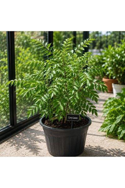Generic Curry Leaves - 30CM TO 40CM