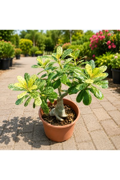 Generic Desert Rose Variegated - 50CM TO 60CM