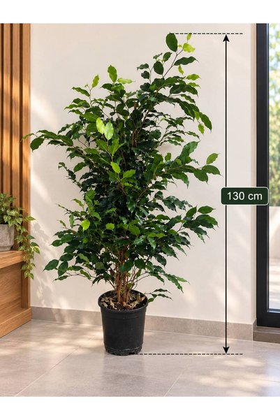 umyaconcept Canlı Dev Boy Benjamin Bitkisi Ficus Benjamina – Dekoratif Yeşil Yapraklı Salon ve Ofis Bitkisi 130 cm