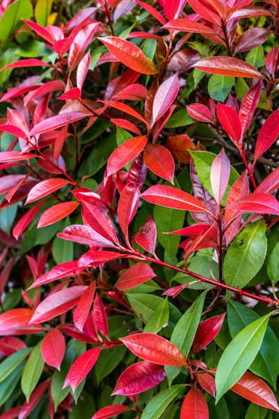 Vasada 12 Adet Alev Çalısı Fidanı Alev Ağacı Photinia Serratifolia Tüplü +30 cm