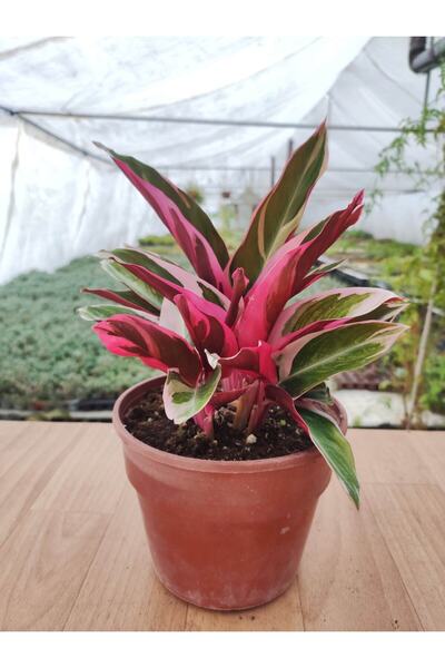 Byaysima Calathea Triostar,Dua Çiçeği,Canlı Çiçek,Kalatya,İç Mekan Salon Bitkisi ( 25-30 Cm ]