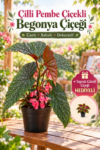 Nura Botanik Çilli Pembe Çiçekli Begonya Çiçeği+Yaprak Güzeli Çiçeği