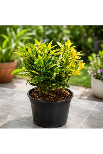 Generic Croton Gold Dust - 40CM TO 50CM