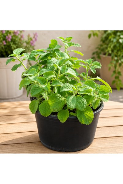 Generic Cuban Oregano | Plectranthus Amboinicus - 30CM TO 40CM