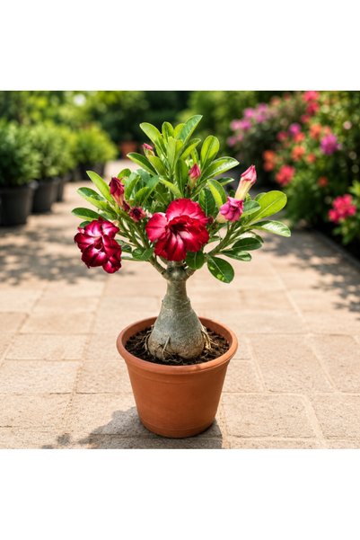 Generic Desert Rose Small - 30CM TO 40CM
