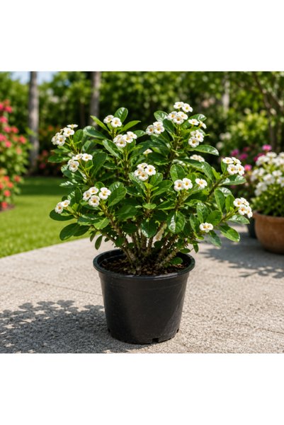 Generic Euphorbia Milii White - 30CM TO 40CM