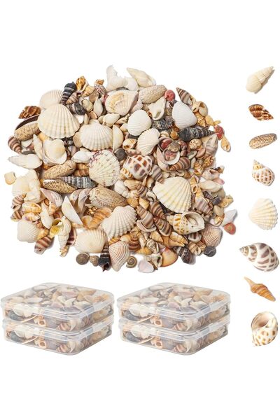 Generic أصداف بحرية طبيعية صغيرة متنوعة، ديكور منزلي بحري، زينة ساحلية متنوعة...