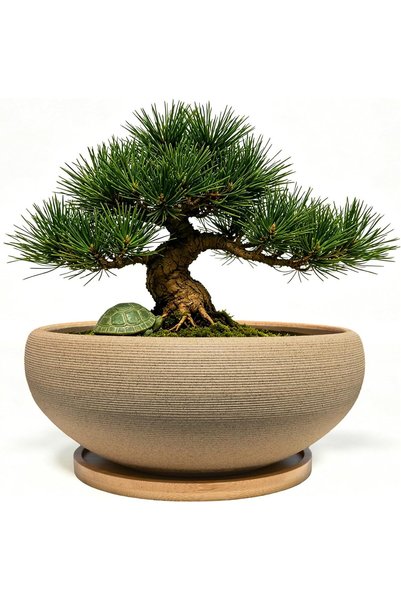 Generic Round Unglazed Ceramic Bonsai Pot with Bamboo Tray, Large Rough Potte...