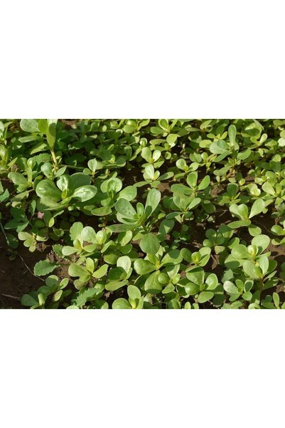 Generic Purslane Seeds for Planting, Fast-Growing Heat-Tolerant Home Garden G...