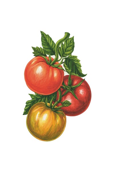 Hester & Cook Pachet de 12 accesorii de masă cu tema tomate
