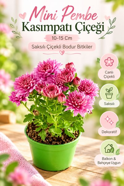 serada decor & plant Videolu 1 Adet Mini Pembe Kasımpatı Çiçeği 10-15 Cm Saksılı Çiçekli Bodur Bitkiler Chrysanthemum