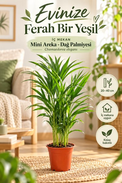 Gardenbox Areca Palmiyesi Salon Palmiyesi Areca Lutescens 20-40 Cm Ev Bitkisi Ofis Bitkisi
