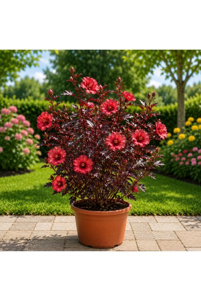 Generic Cranberry Hibiscus - 50CM TO 60CM