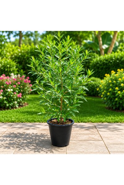 Generic Damas Conocarpus
