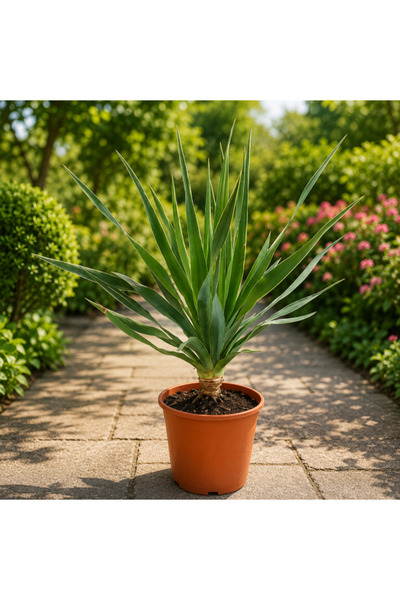 Generic Dracaena draco - 60cm to 80CM