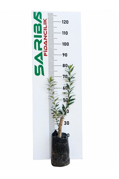 Domat Deliciye Aşılı Zeytin Fidanı 1 Bir Yaş