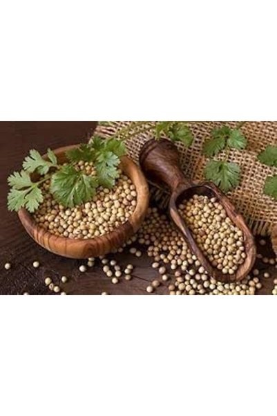 Generic بذور الكزبرة الهجينة F1 - عشبة عالية الإنتاجية بتأخير في الإزهار، أور...