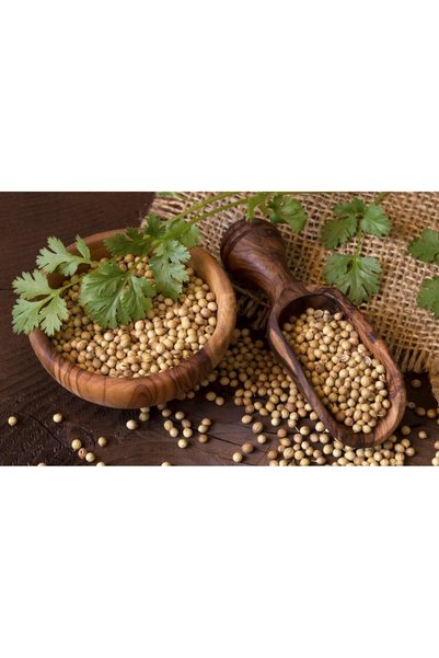 Generic بذور الكزبرة الهجينة F1 - عشبة عالية الإنتاجية بتأخير في الإزهار، أور...