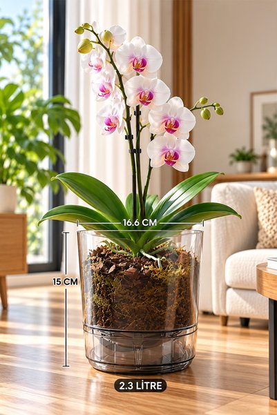 TEMMUZ HOME 2.3 Litre Şeffaf Füme Su Hazneli Orkide Saksısı, Drenajlı, Dekora...