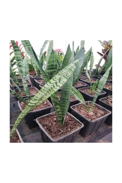 Mimoza Paşa Kılıcı Sansevieria Fidanı 10-20 cm