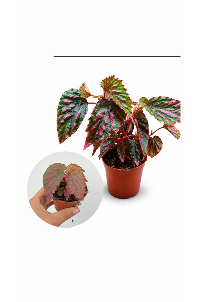 nazlı çiçekçilik Begonia Mila’s Miracle – Dekoratif Yapraklı Özel Begonya Bitkisi