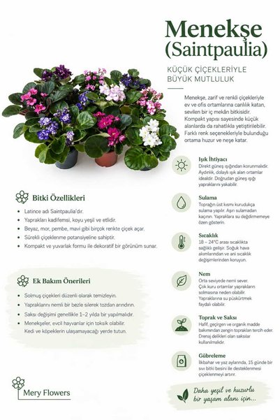 Mery Flowers Afrika Menekşesi 10 Adet Karışık Renkler