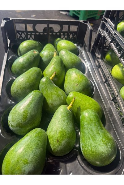 Avokado (1 Adet)